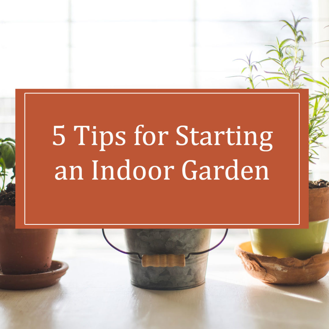 indoor garden tips
