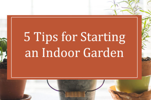 indoor garden tips