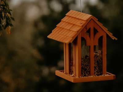 put a birdfeeder outside your bedroom window